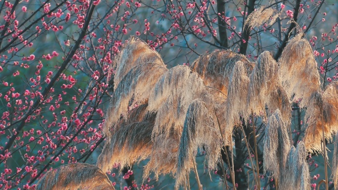 春天阳光下的芦苇