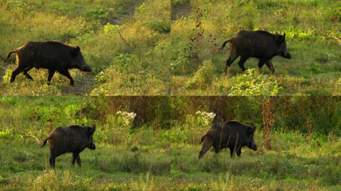 在黄金时段，野猪在高高的野生植被中奔跑的特写镜头