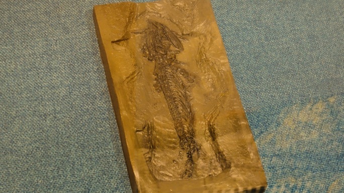 柔腕短吻龙 巢湖龙 化石 海洋生物化石