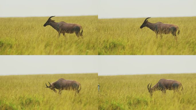 在马塞马拉国家保护区，肯尼亚的非洲野生动物，马赛马拉北部保护区的非洲野生动物，托皮在开阔的大草原上穿