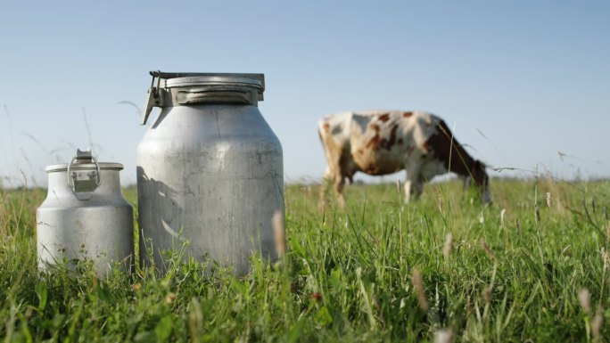 牧场上放着一罐牛奶。背景是吃草的牛