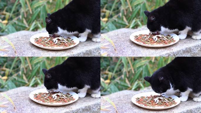 黑猫和白猫在吃食物