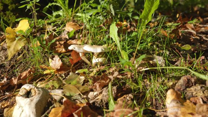 小的白色蘑菇生长在地面上的干树叶在树林的自然镜头