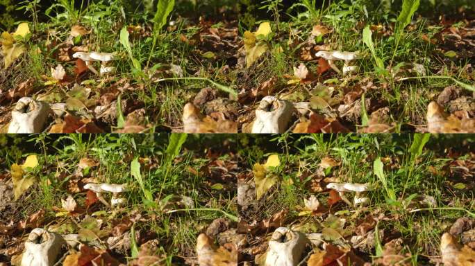 小的白色蘑菇生长在地面上的干树叶在树林的自然镜头