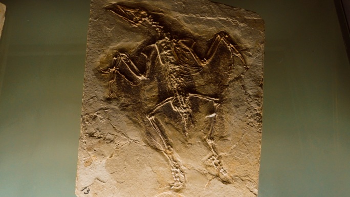 圣贤孔子鸟 化石 白垩世 鸟类化石