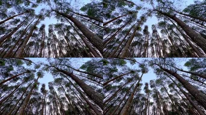 从下往上看，高大的树木在森林里随风摇曳，天空湛蓝。巴西橡胶树或Para树。夏天的背景。