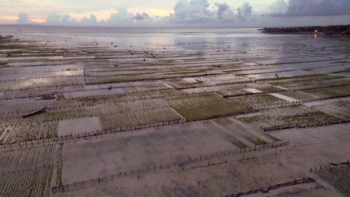 航拍广阔的海藻田和被淹没的湿地，印度尼西亚