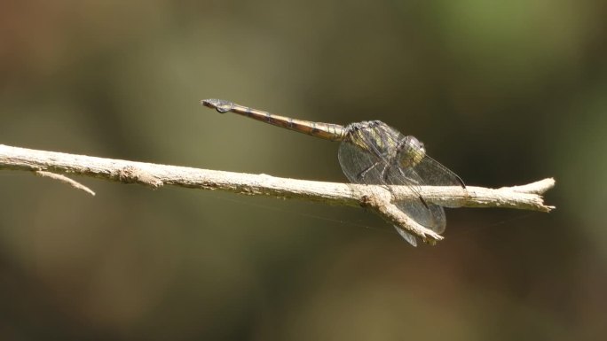 蜻蜓在棒眼上放松。