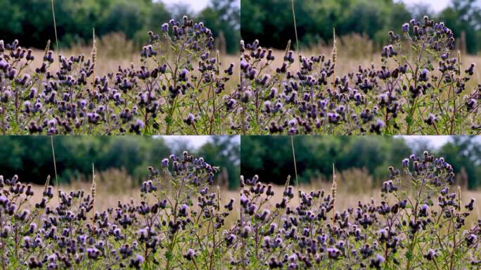 盛夏时节，一片荒芜的草地上盛开着蓟花，五颜六色的蝴蝶和其他昆虫互相追逐