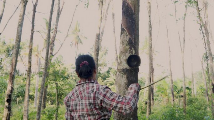 亚洲园丁妇女在泰国的橡胶树上涂橡胶兴奋剂，以促进橡胶树的生长。