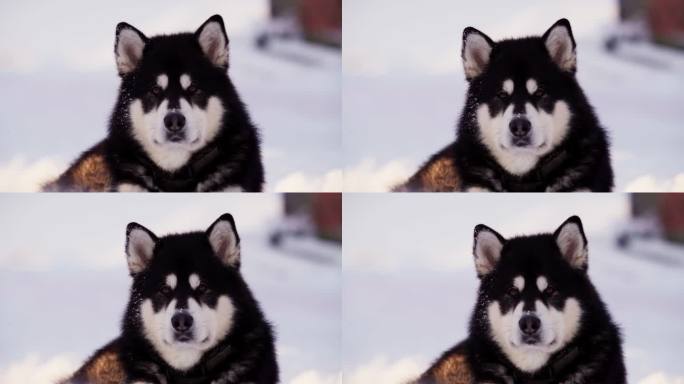 躺在雪地里的阿拉斯加雪橇犬特写。