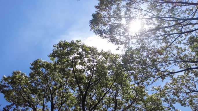 夏天阳光穿过树林树枝叶子特写视频素材