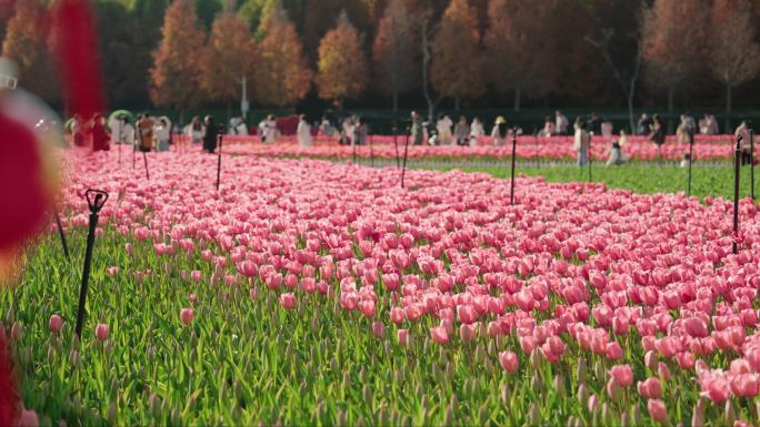 4K捞鱼河湿地公园春季郁金香花展休闲散步