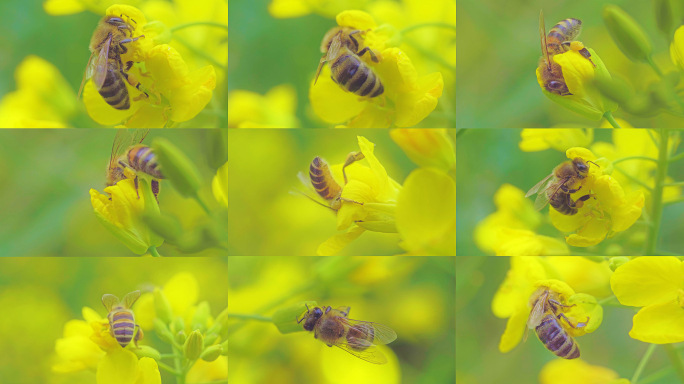 【原创4K】春季蜜蜂在油菜花上采蜜微距
