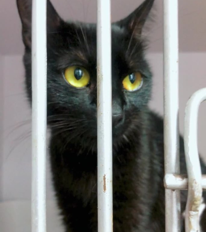 在动物收容所等待收养的猫。笼子里的流浪猫。