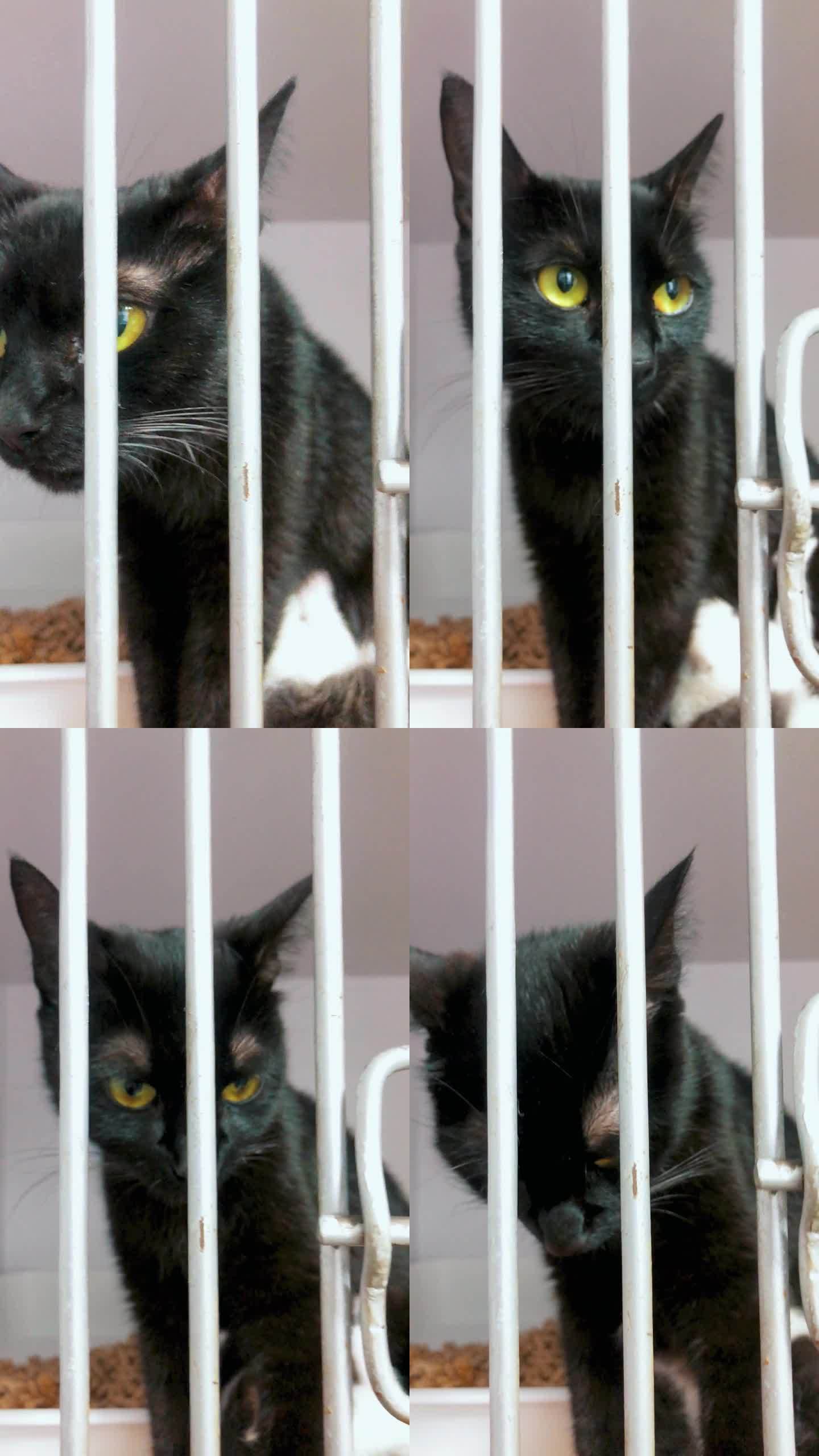在动物收容所等待收养的猫。笼子里的流浪猫。