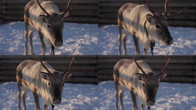 冬日阳光明媚的日子里，可爱的小驯鹿在白雪皑皑的鹿场吃草。角鹿站着看镜头，没有人。