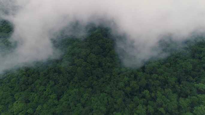 夏日九顶山高角度航拍云雾缭绕森林