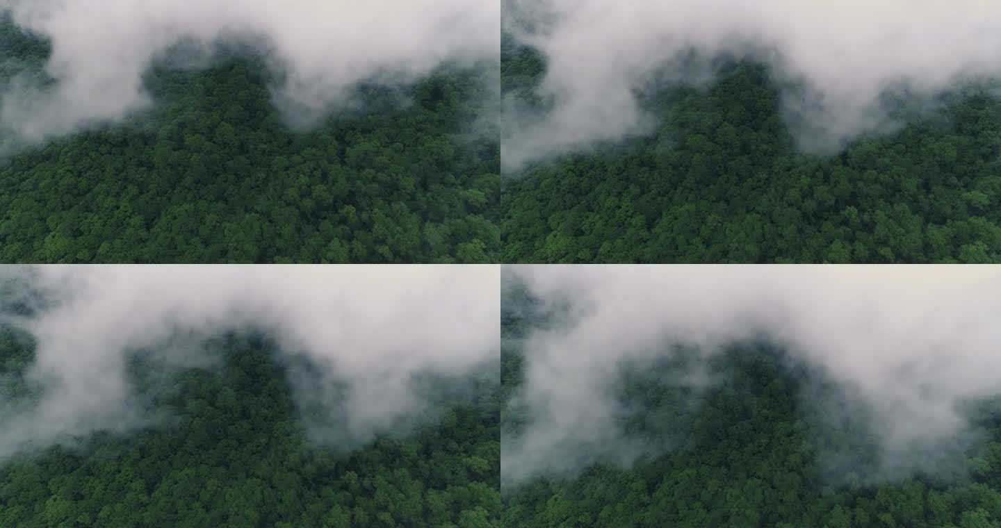 夏日九顶山高角度航拍云雾缭绕森林