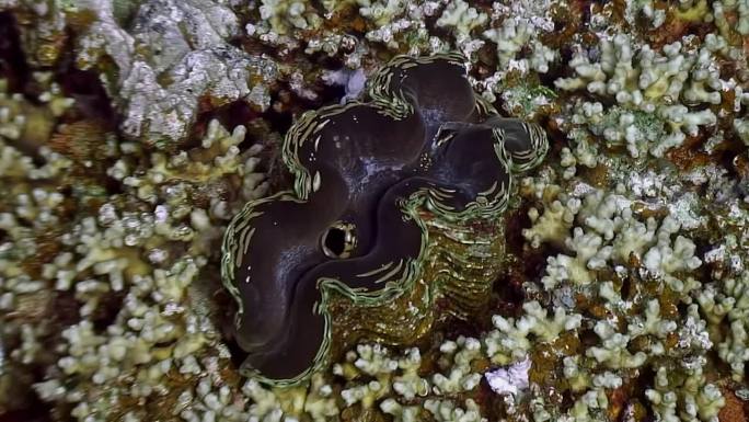 海洋生态系统得益于双壳类软体动物砗磲的存在。