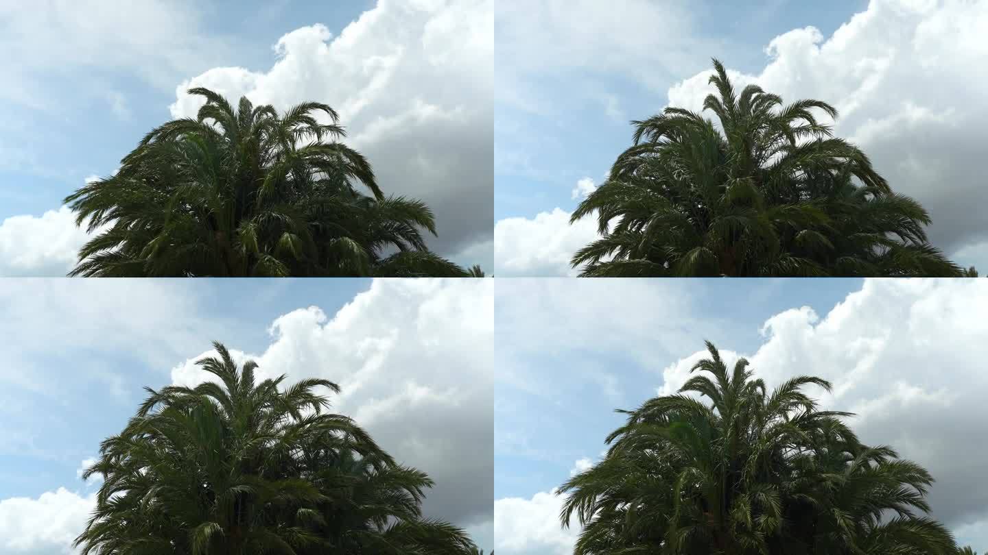 茂密的棕榈树挺立着，树叶在风中摇曳，白云在天空中飘舞