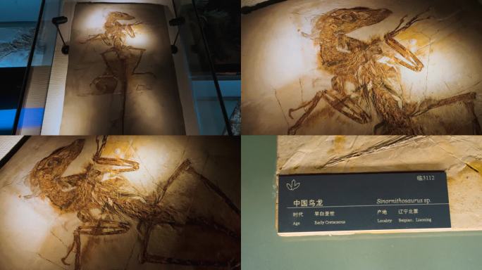 中国鸟龙 化石 白垩世 鸟龙化石