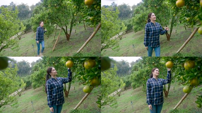 图为，一名亚洲妇女经营的小型橘子农场，在果园中散步，检查橘子树和果实的健康状况。柑橘树的农业景象，促