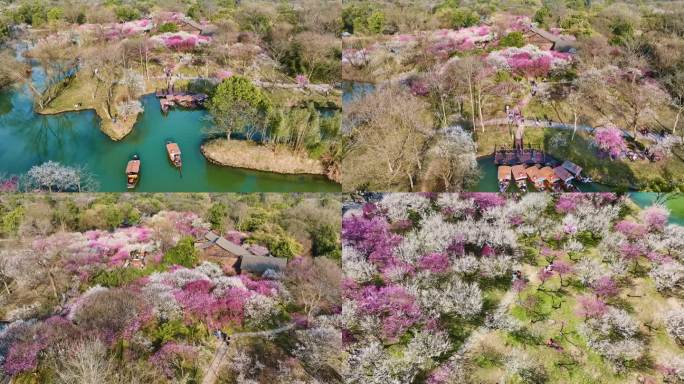 西溪湿地梅花航拍合集 浪漫花海