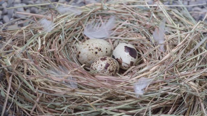 有三个蛋的鹌鹑巢