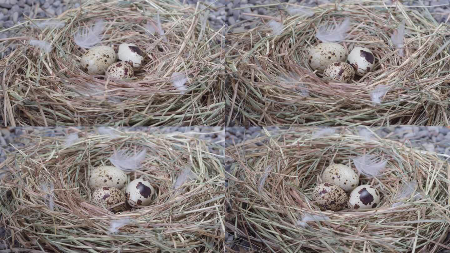 有三个蛋的鹌鹑巢
