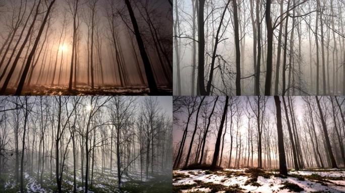冬天树林大雾 清晨阳光穿透薄雾 雾气缭绕