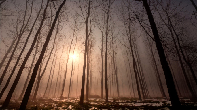 冬天树林大雾 清晨阳光穿透薄雾 雾气缭绕