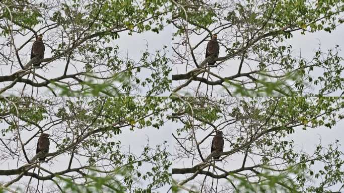 相机从左向右滑动，显示这只在树枝后面休息的鹰，泰国，冠蛇鹰