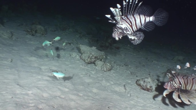 红海的条纹狮子鱼揭开了海底世界的秘密。