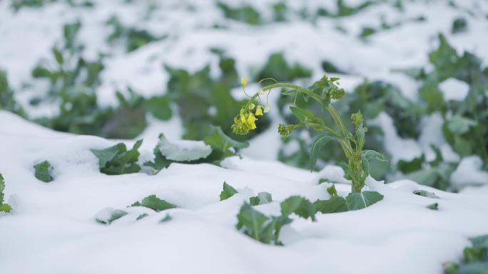 冬天雪地里油菜生长