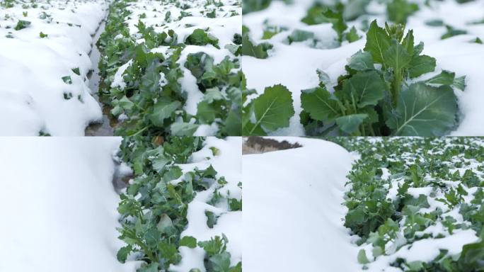 冬天雪地里油菜生长