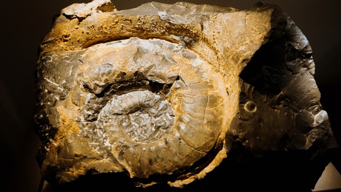 巨型中国雷鹦鹉螺 化石 海洋生物化石