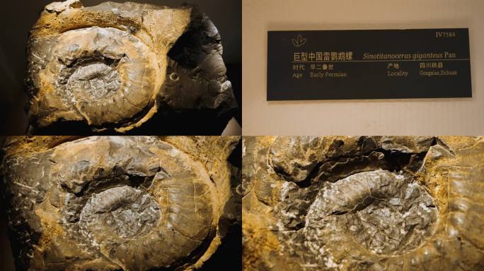 巨型中国雷鹦鹉螺 化石 海洋生物化石