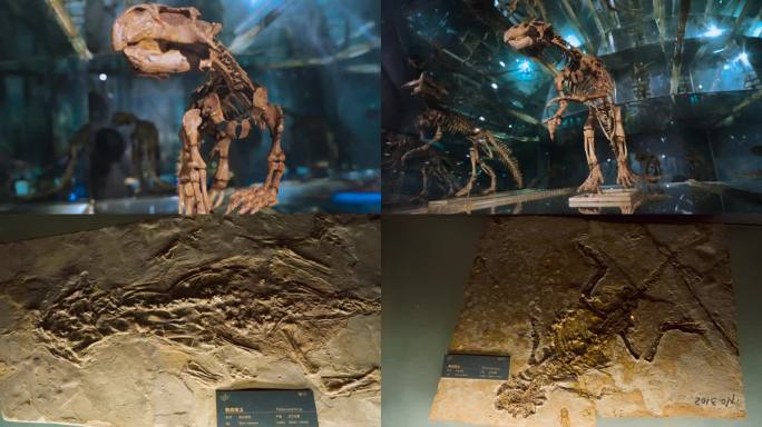 鹦鹉嘴龙 化石 古生物化石 白垩纪