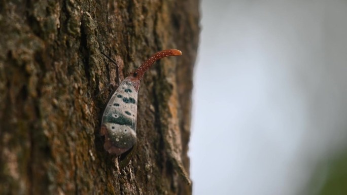 镜头向左滑动，同时放大显示这只可爱的昆虫，泰国的焦斑灯虫