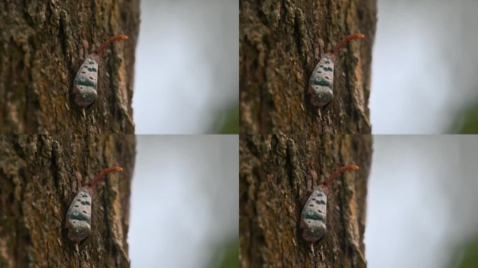 镜头向左滑动，同时放大显示这只可爱的昆虫，泰国的焦斑灯虫