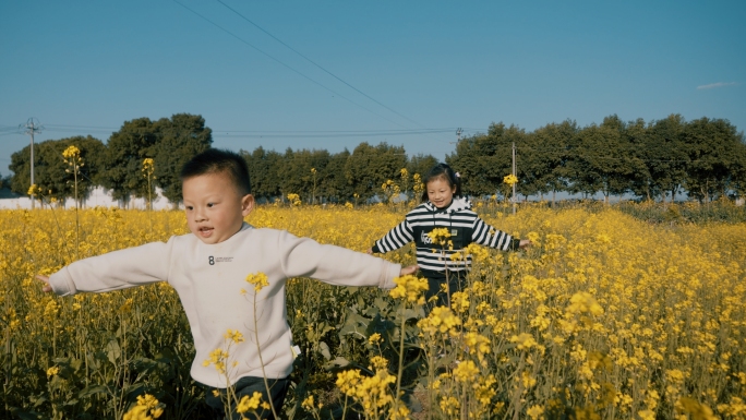 4k春天的油菜花田