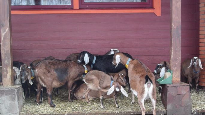 Βrown山羊在红色木墙的谷仓屋顶下咀嚼食物和咩咩叫
