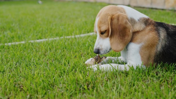 比格犬在后院啃骨头