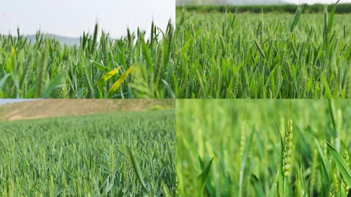 春天小麦麦田