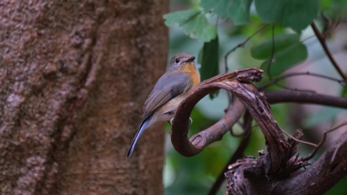 Looking to the right while chirping in a windy for