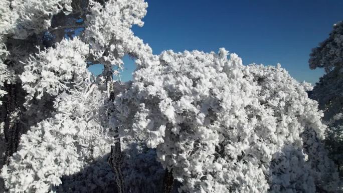 美丽的航拍画面，山上白雪覆盖的松树林。白霜和白霜覆盖着树木。4k无人机拍摄的中国浙江杭州临安白章岭冬