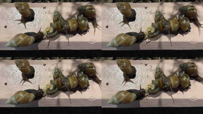 蜗牛群坐在墙上，一些蚂蚁在它们周围行走