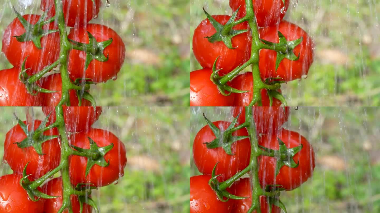 淋浴时洗西红柿的4K慢动作视频。