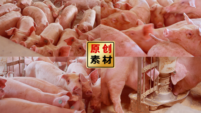 现代养猪场猪吃猪饲料 猪舍家庭牧场养猪场